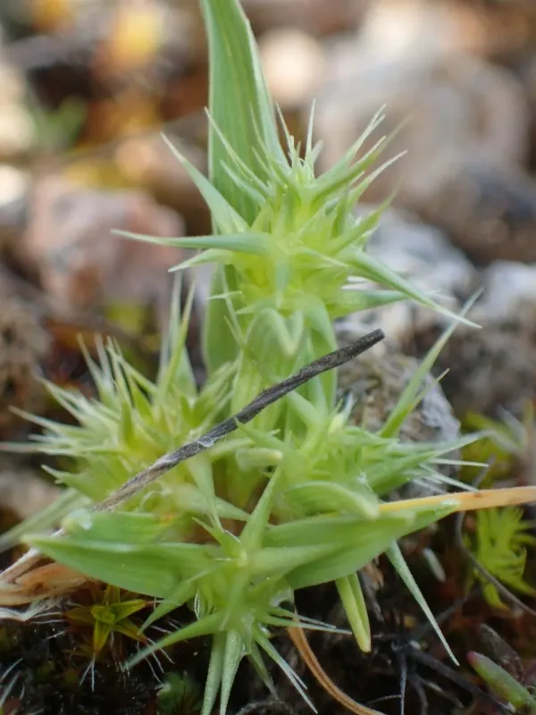 Hedgehog grass