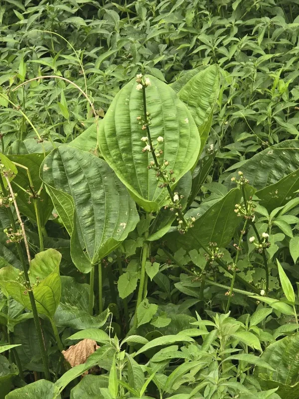 Argentine Amazon sword