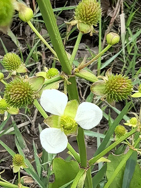 Echinodorus berteroi