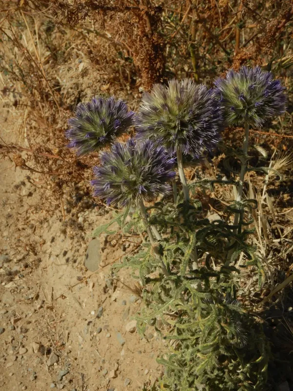 Echinops strigosus