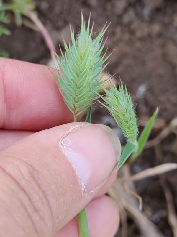 Oriental false wheatgrass