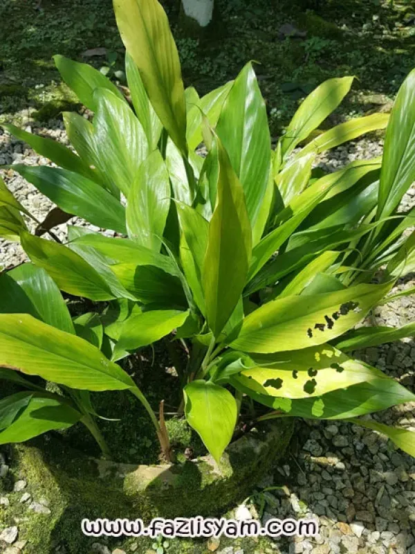 Elettariopsis curtisii