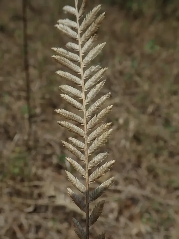 Eragrostiella bifaria