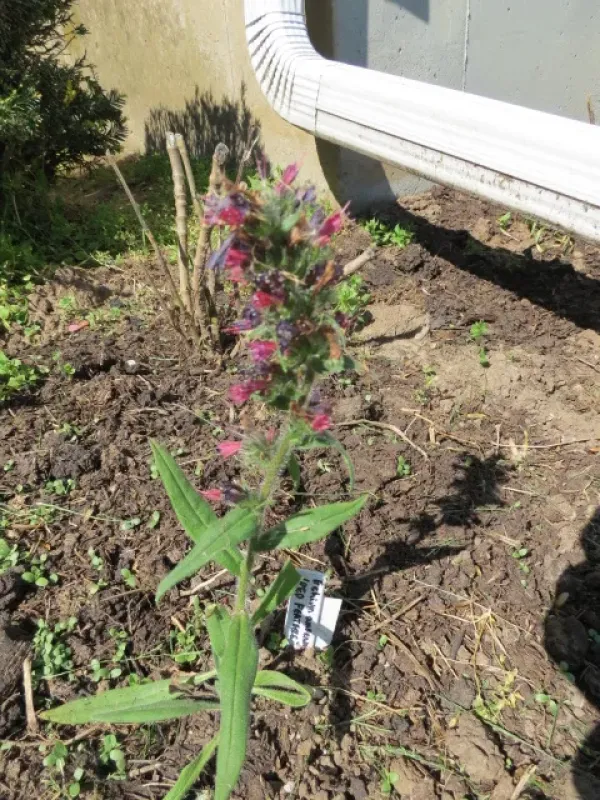 Echium amoenum