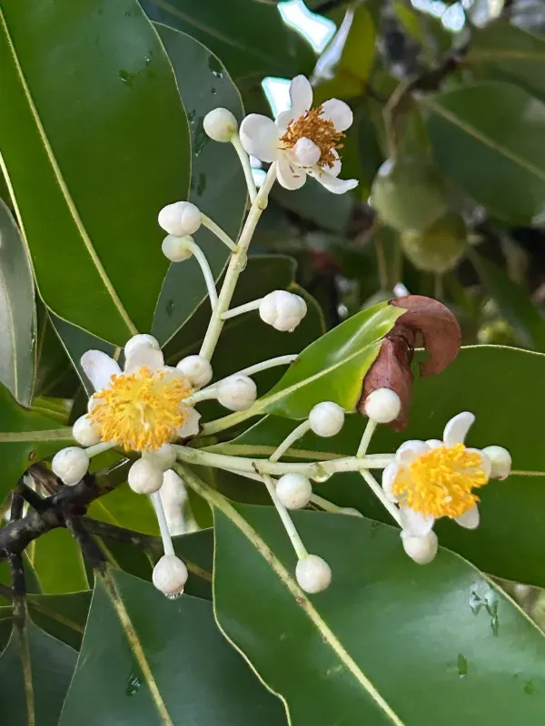 Calophyllum inophyllum