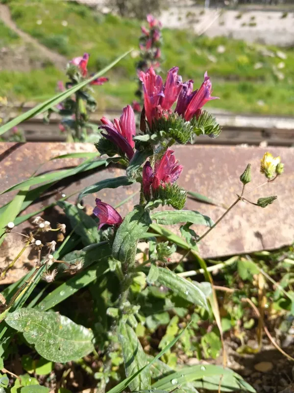 Cretan viper's bugloss