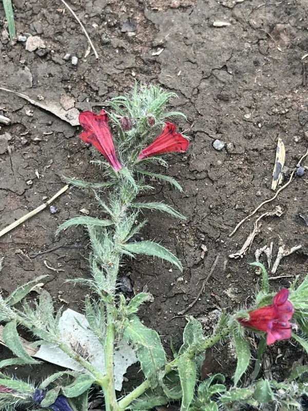 Echium horridum