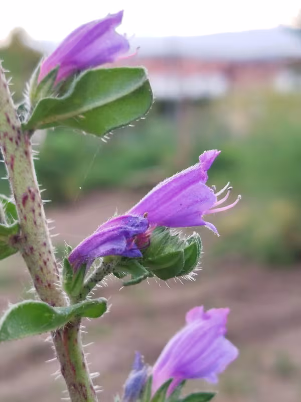 Echium rosulatum