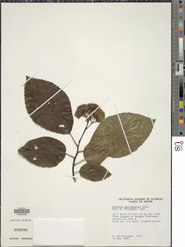 Ehretia macrophylla