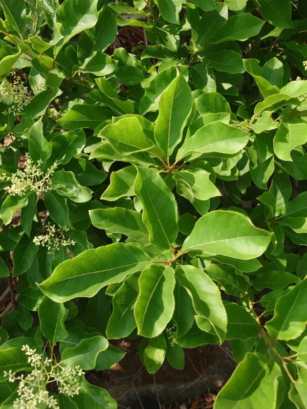 Ehretia acuminata