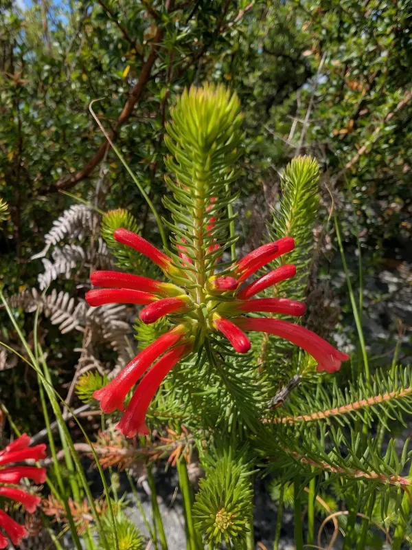 Erica abietina