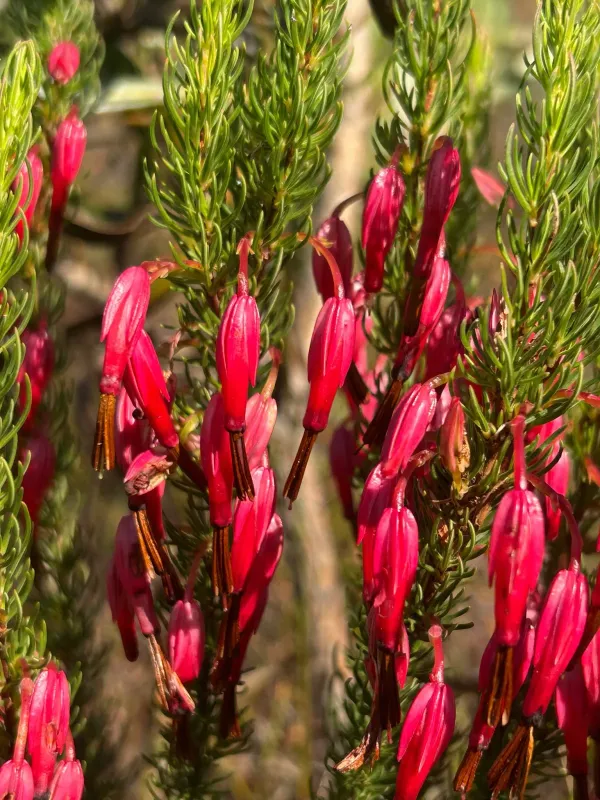 Erica plukenetii