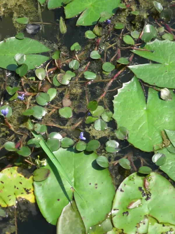 Floating pontederia