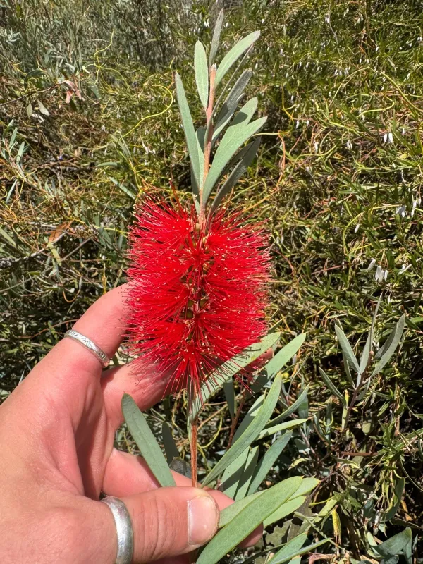 Lesser Bottlebrush