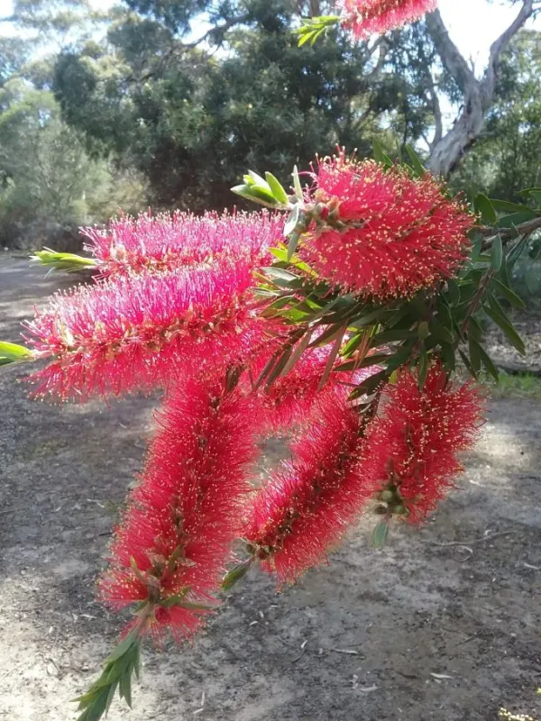 Callistemon recurvus