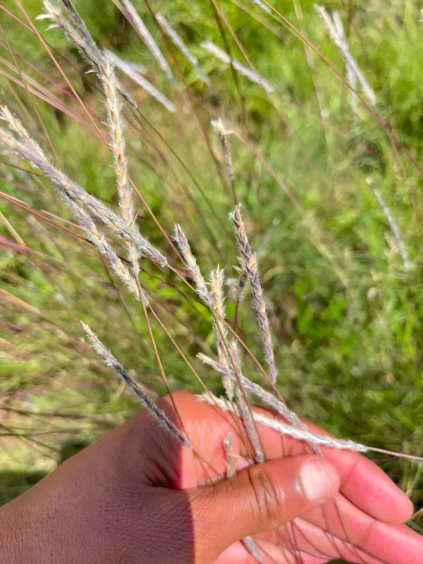 Elionurus glaber