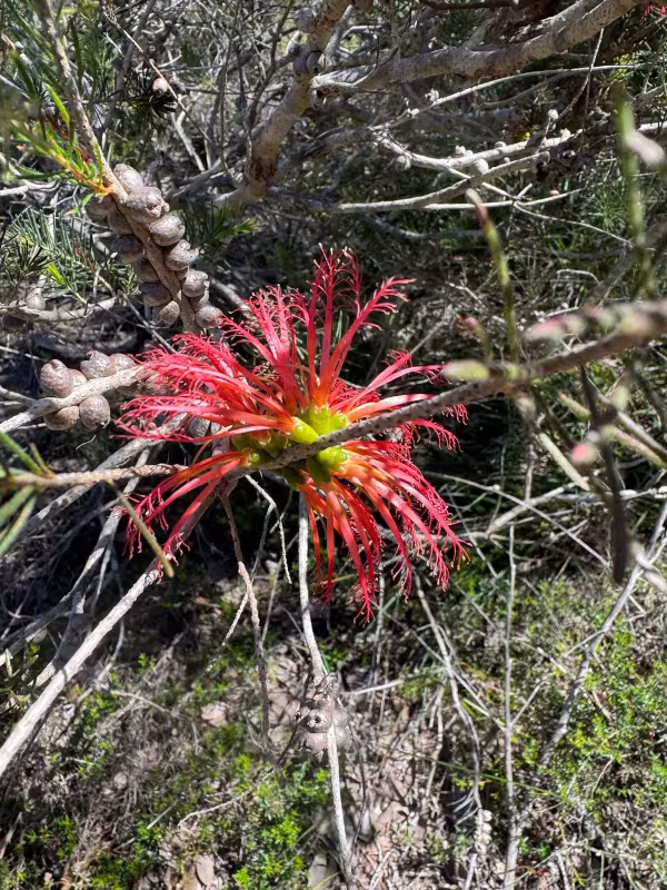 Calothamnus quadrifidus