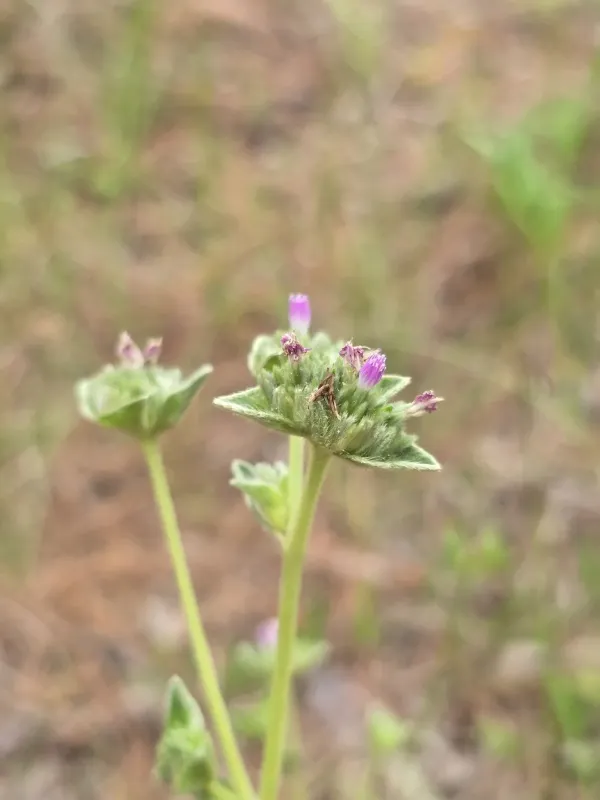 Elephantopus elatus