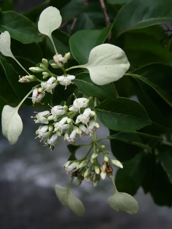 Calycophyllum candidissimum