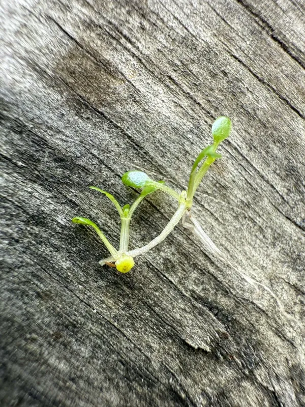 Eight-stamened waterwort