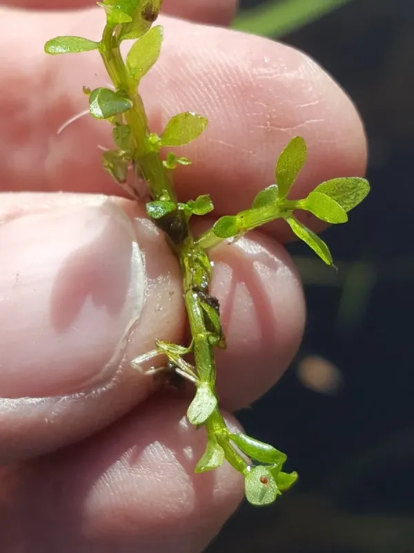Small waterwort