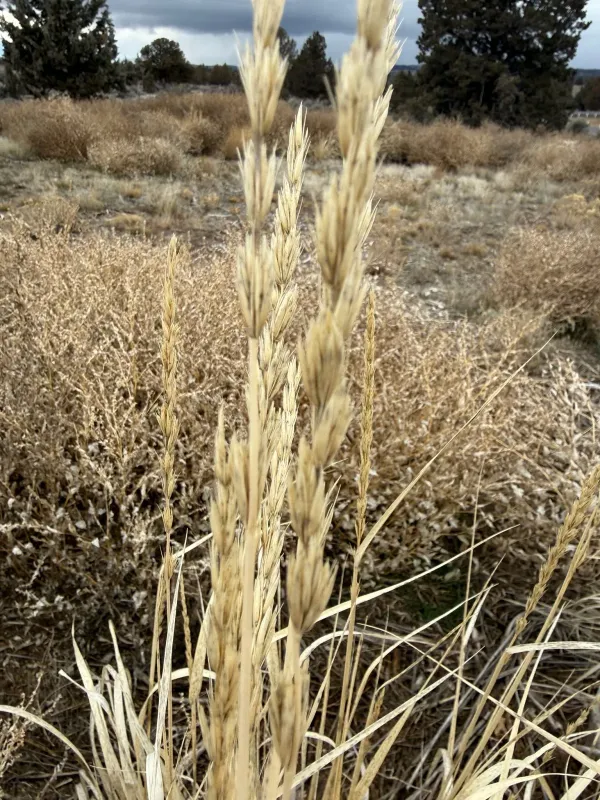 Great Basin wildrye