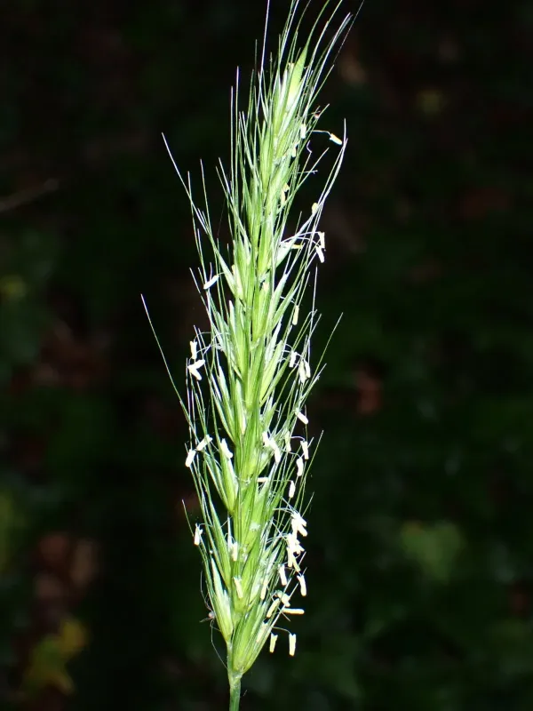 Wood barley