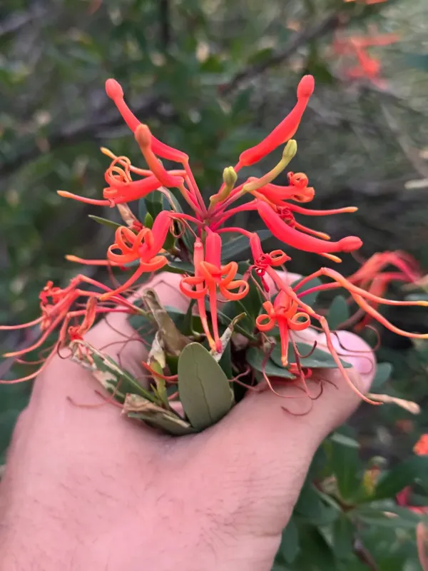 Embothrium coccineum