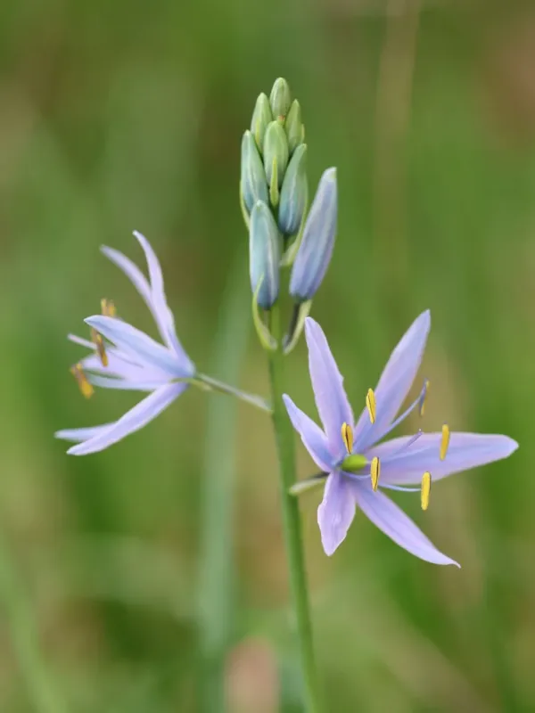 Camassia leichtlinii