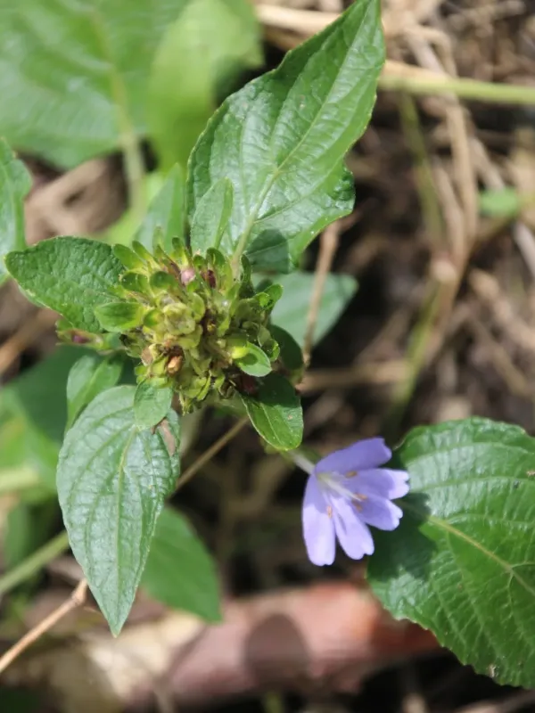 Eremomastax speciosa