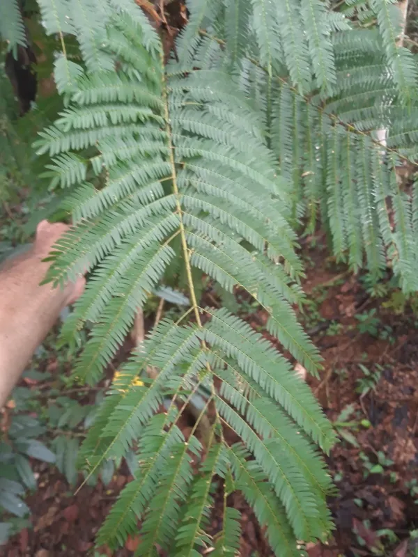 Enterolobium schomburgkii