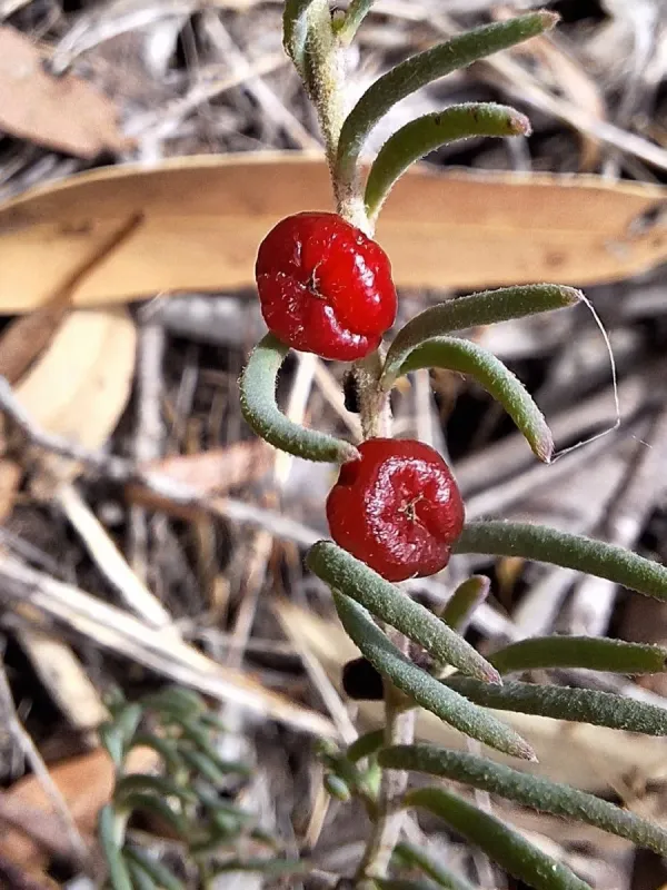 Enchylaena tomentosa