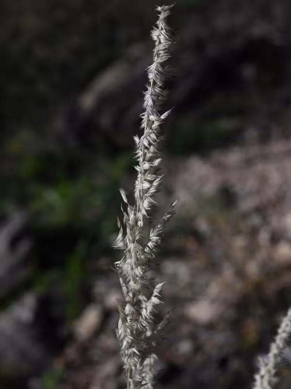 Nine-awn grass