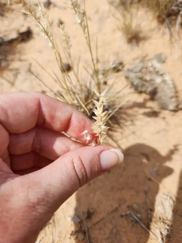 Enneapogon polyphyllus
