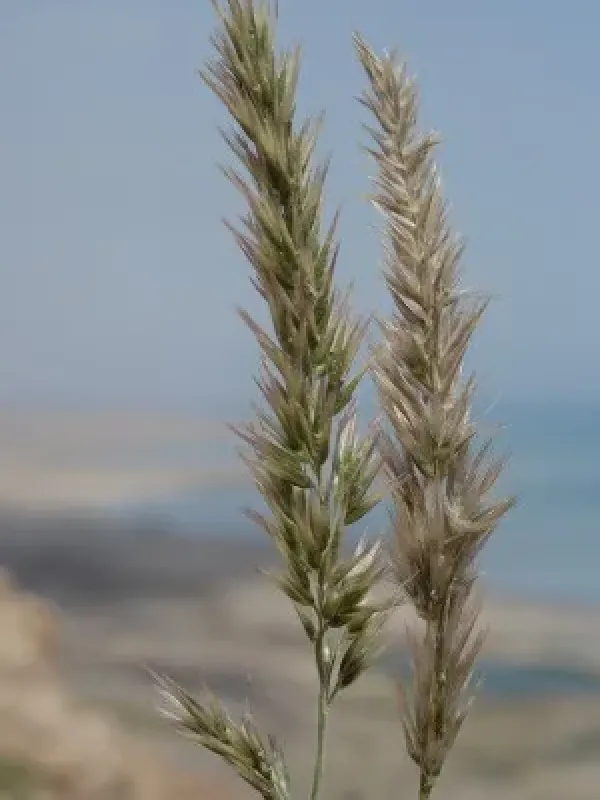 Enneapogon persicus