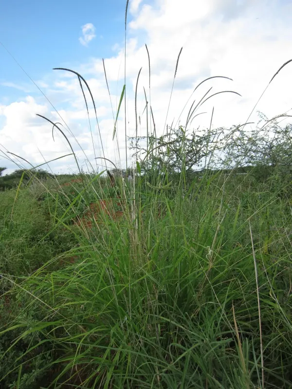 Enteropogon macrostachyus