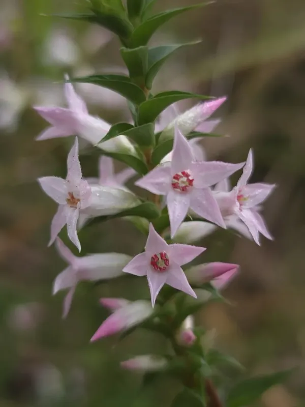Purple epacris