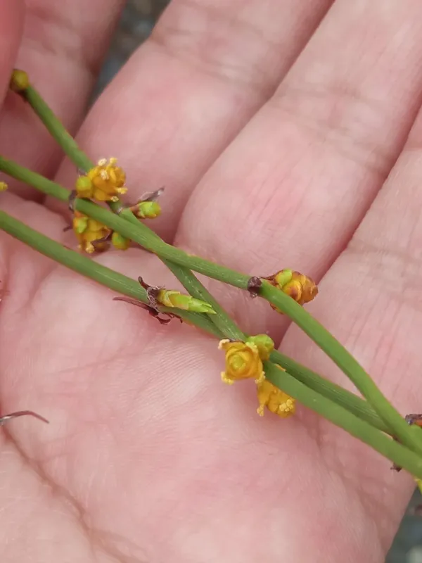 Ephedra americana