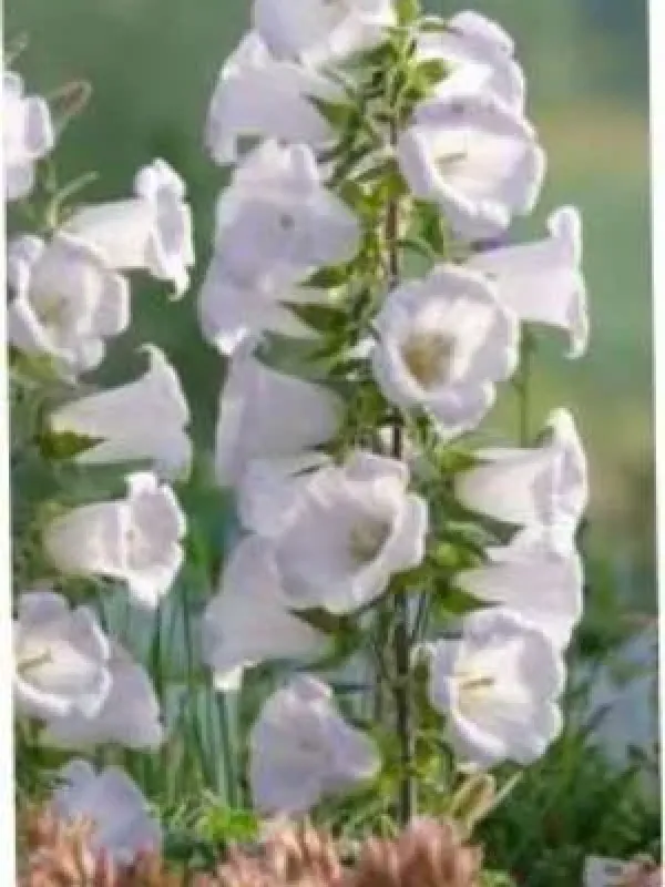 Formanek's Bellflower