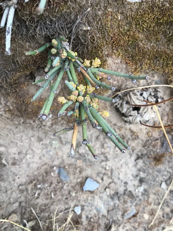 Ephedra gerardiana