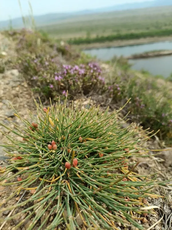 Ephedra minima