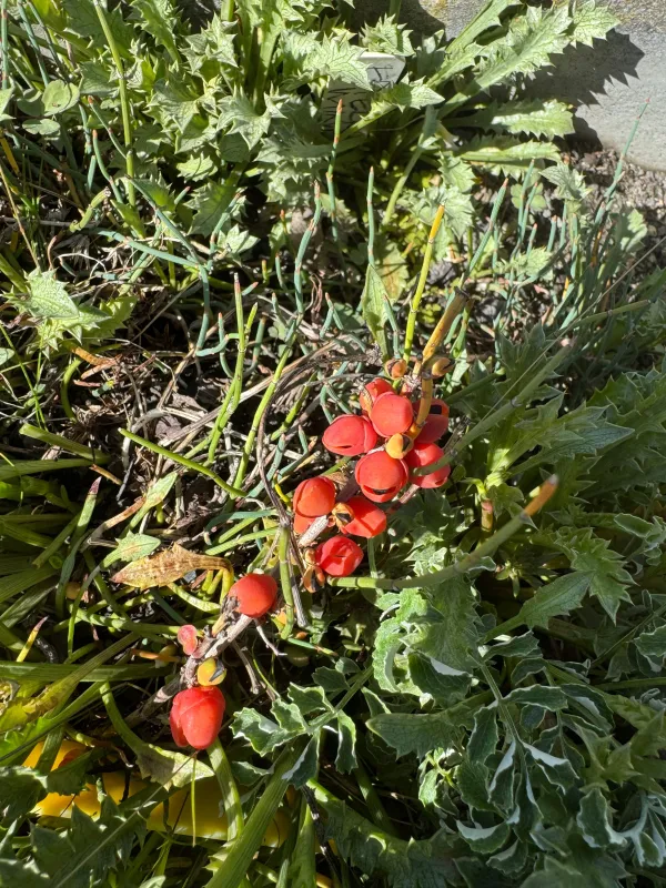 Ephedra minuta