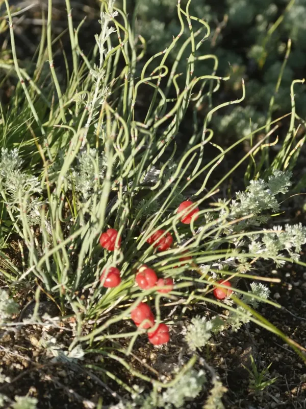 Ephedra sinica
