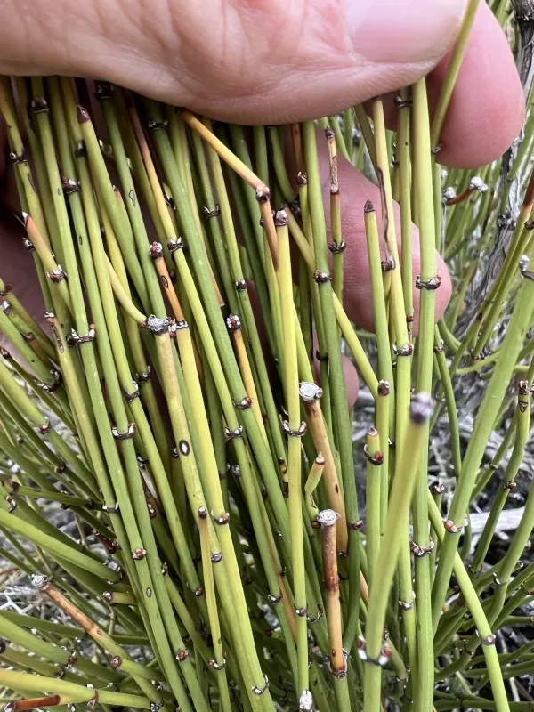 Green ephedra