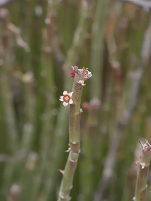 Candelilla