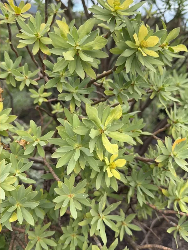 Balsam Spurge