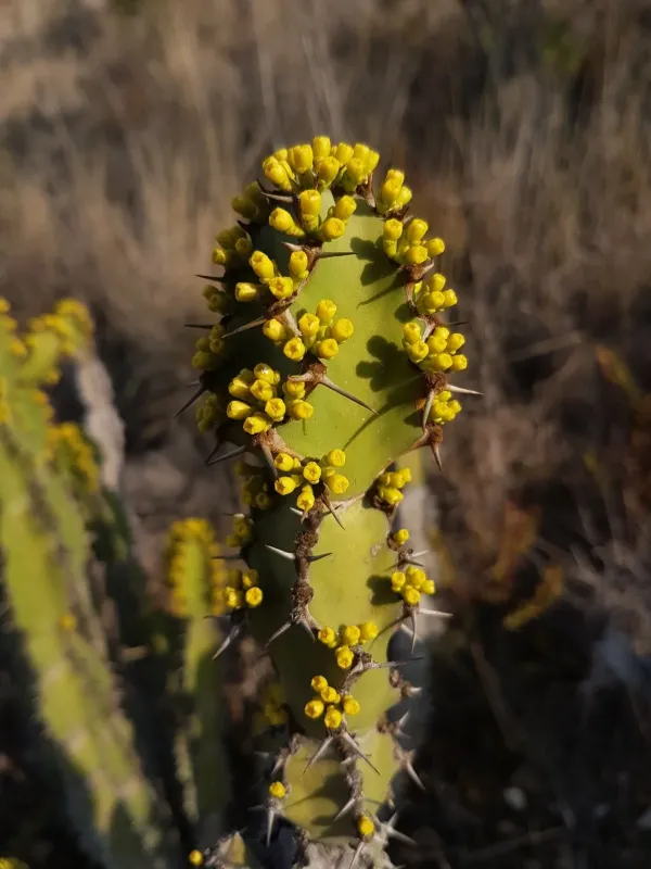 Blue spurge