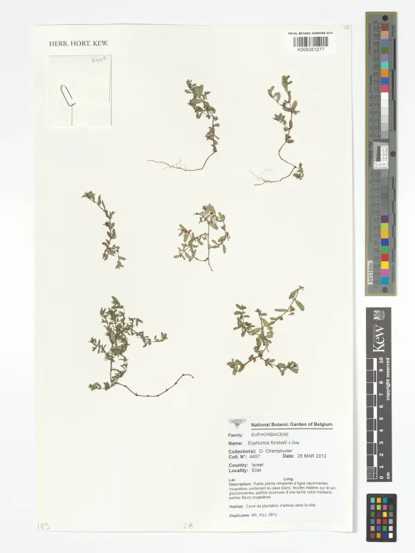 Forsskål's spurge