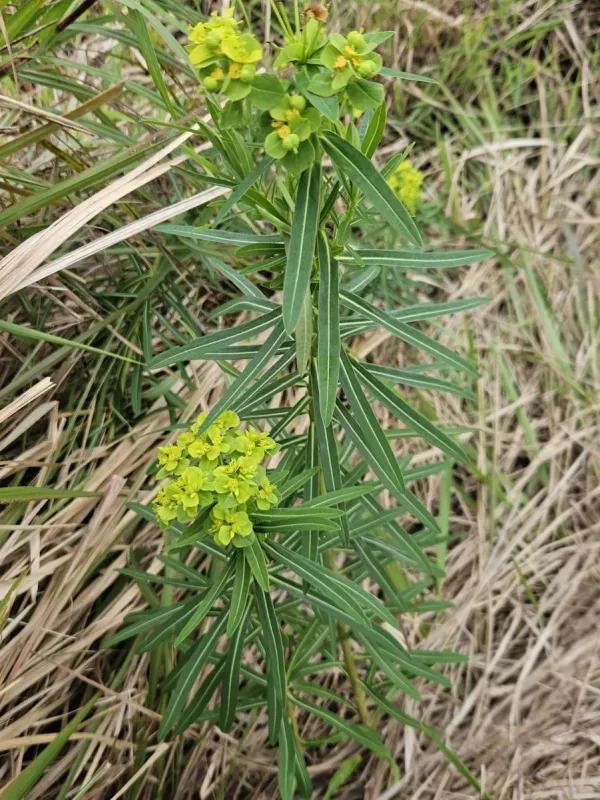Jolkini spurge