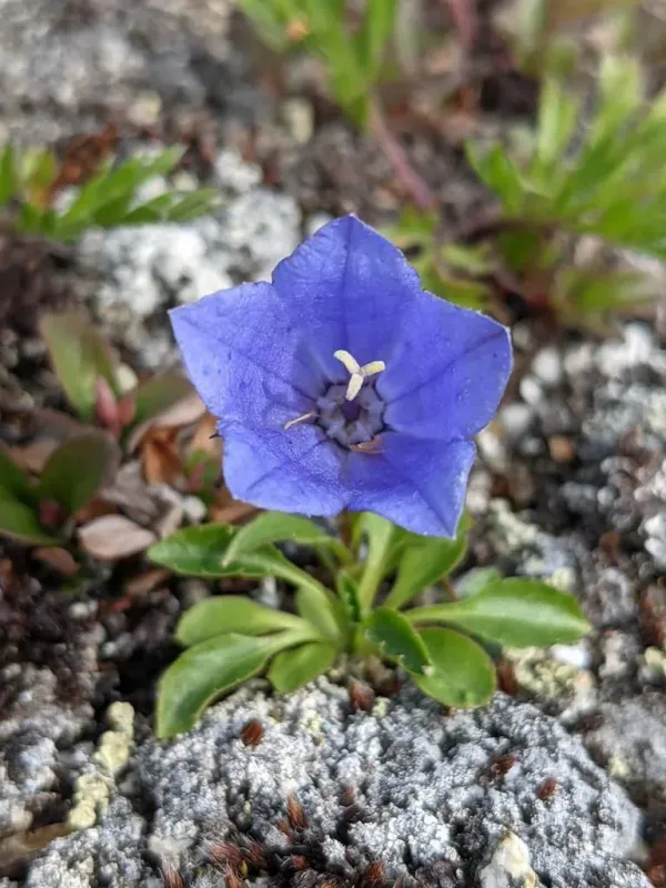 Haylodgensis Bellflower